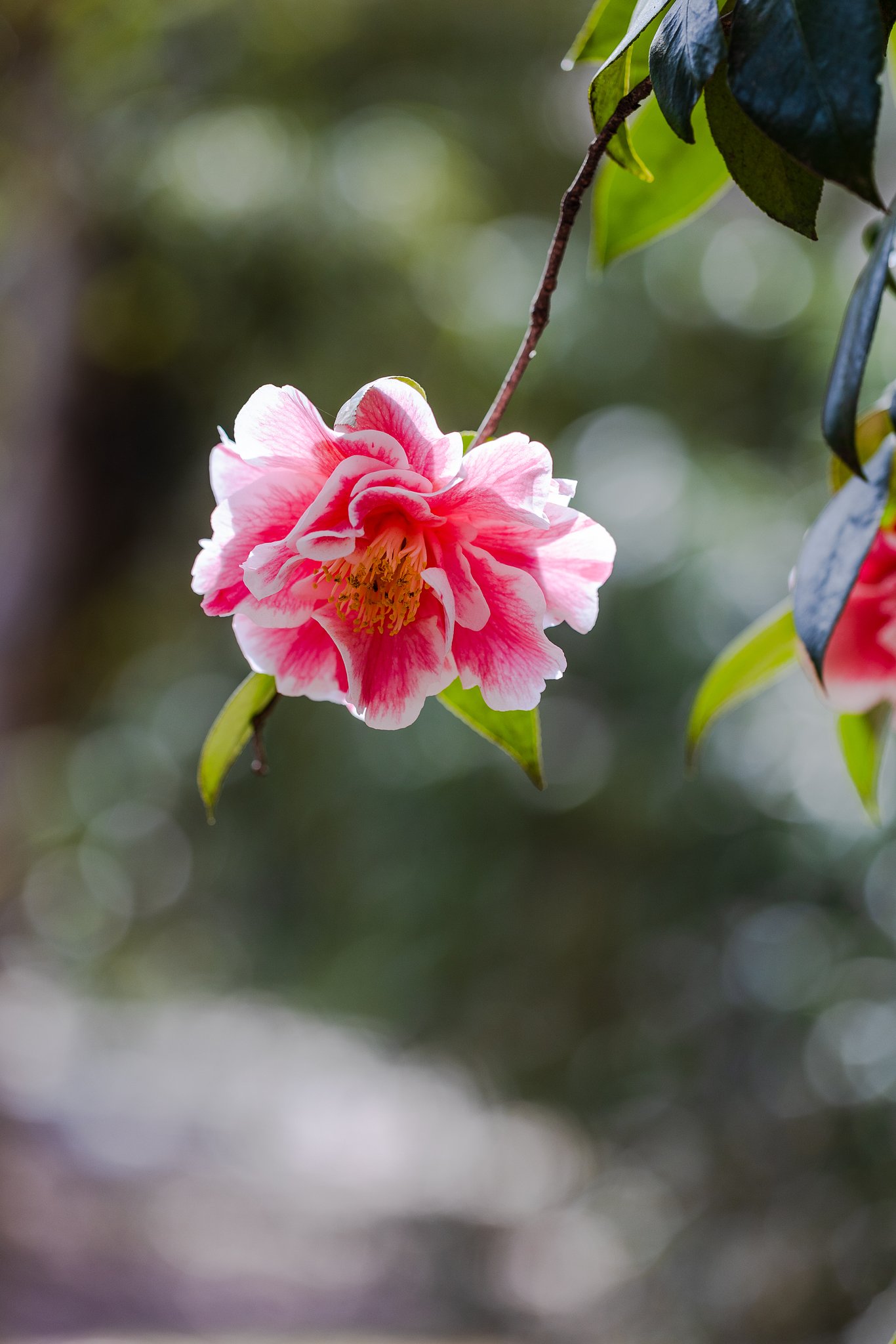 EF100mm f/2.8L Macro IS USM