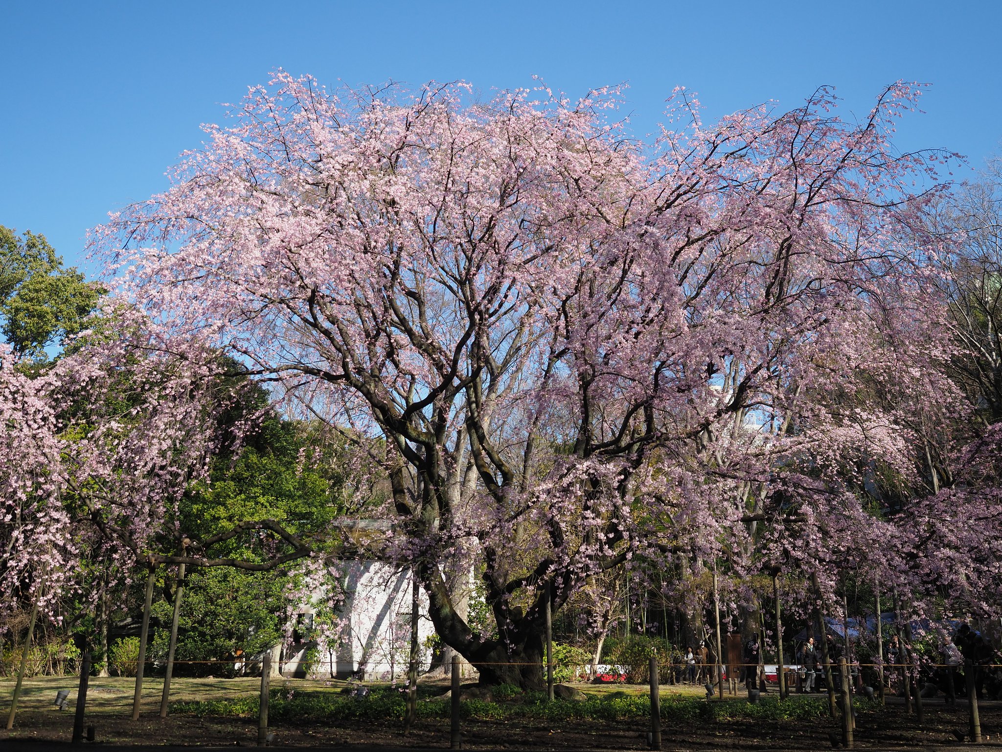 六義園の枝垂れ桜
