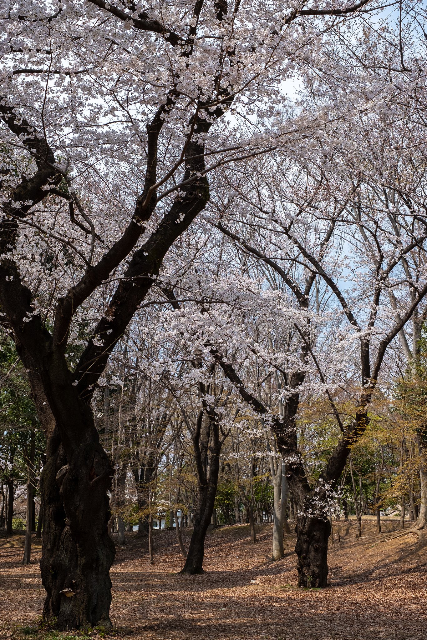 FUJINON XF35mmF1.4 R