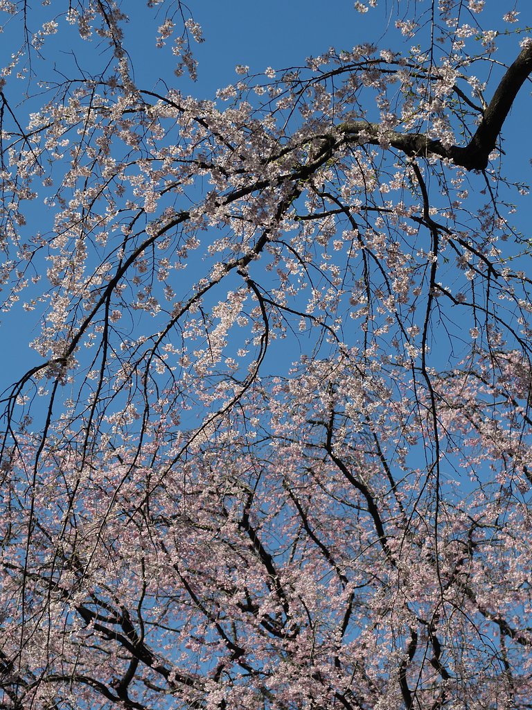 ◎コシナ ツァイスMakro Planar 50mm/F2