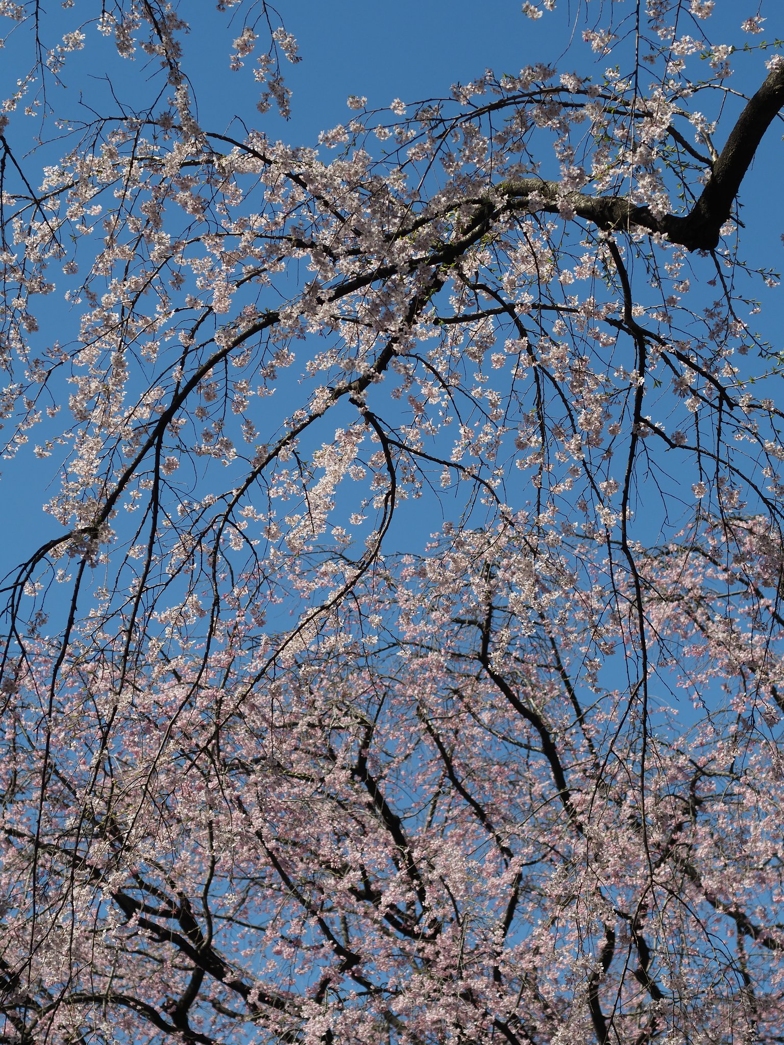 ◎コシナ ツァイスMakro Planar 50mm/F2