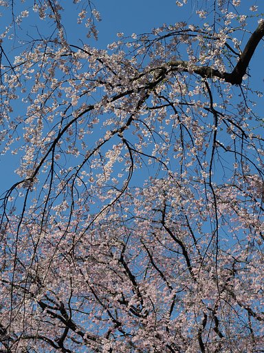 ◎コシナ ツァイスMakro Planar 50mm/F2