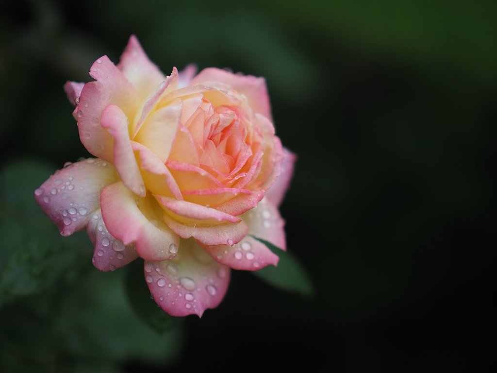 三写三様(42.5mm)