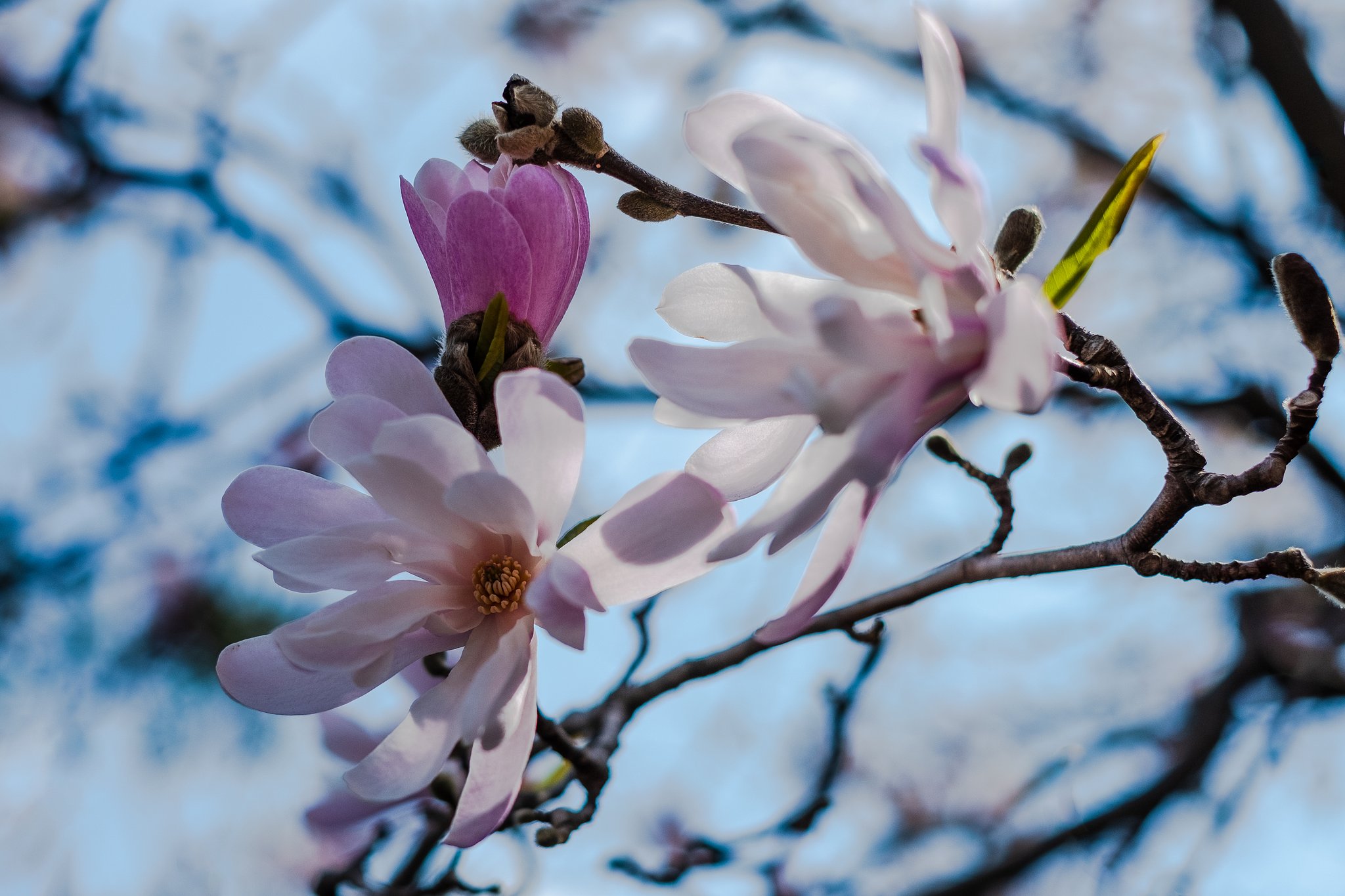 FUJINON XF35mmF1.4 R