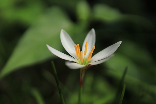 「純白の愛」