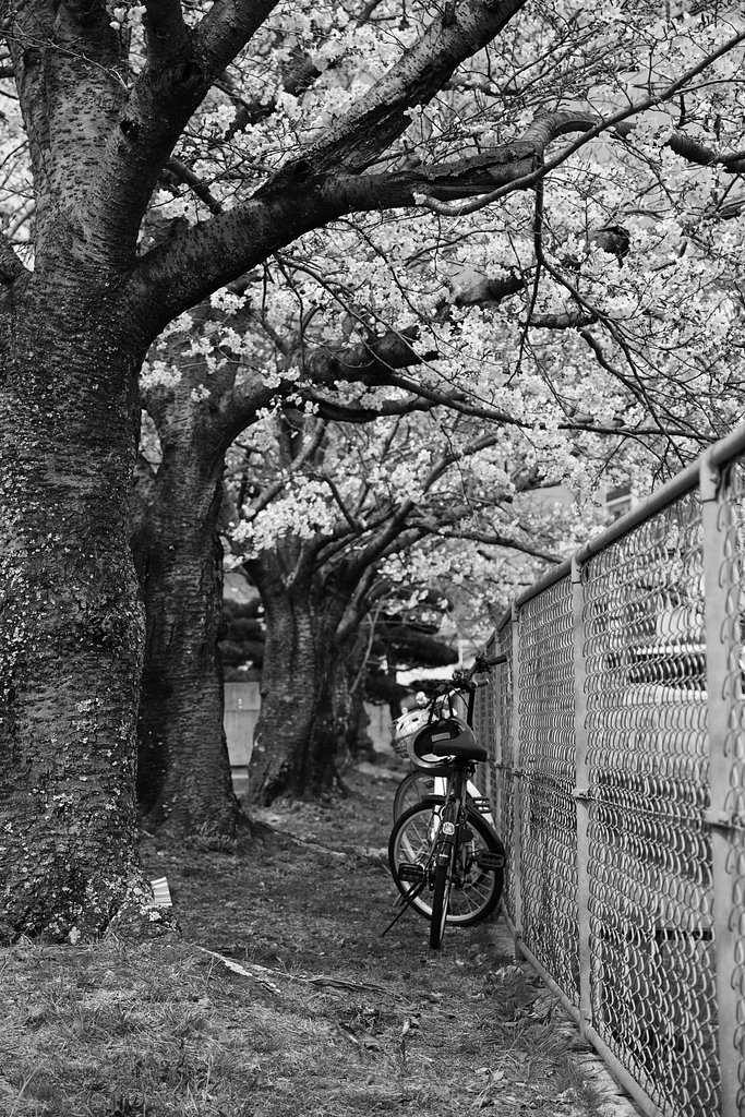桜