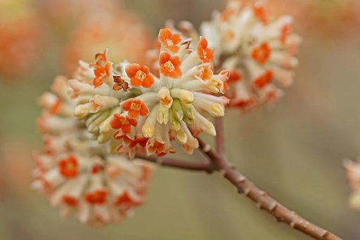 三椏の花