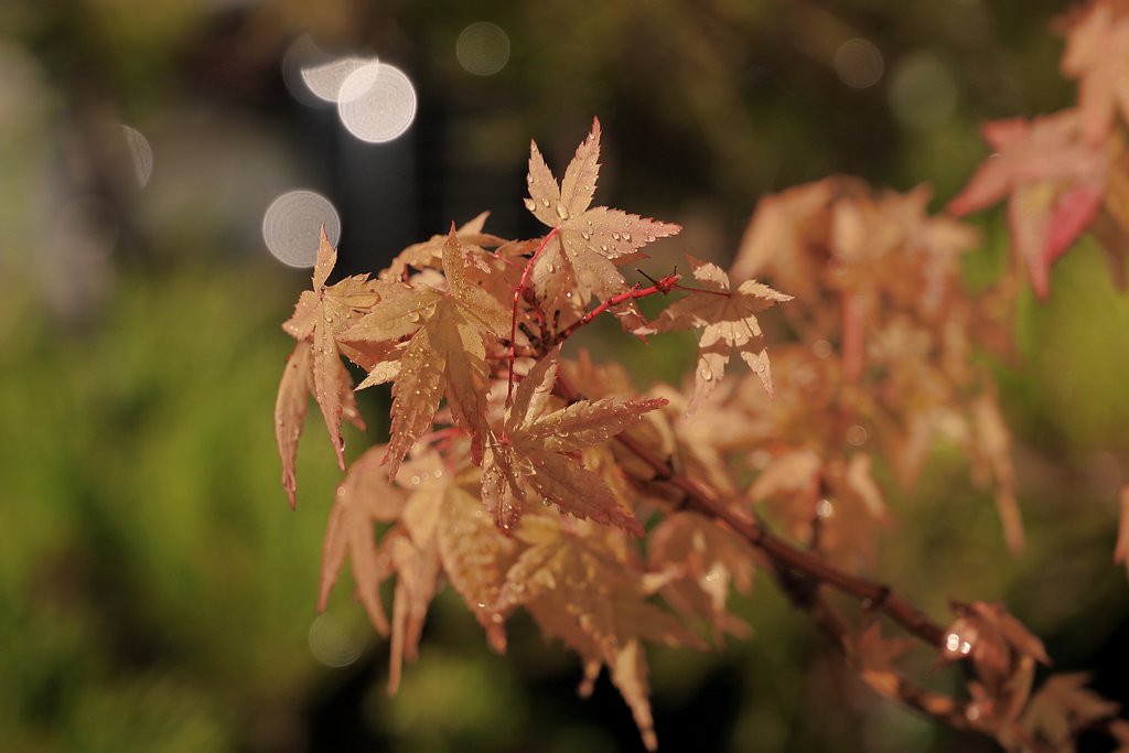 紅葉の紅葉