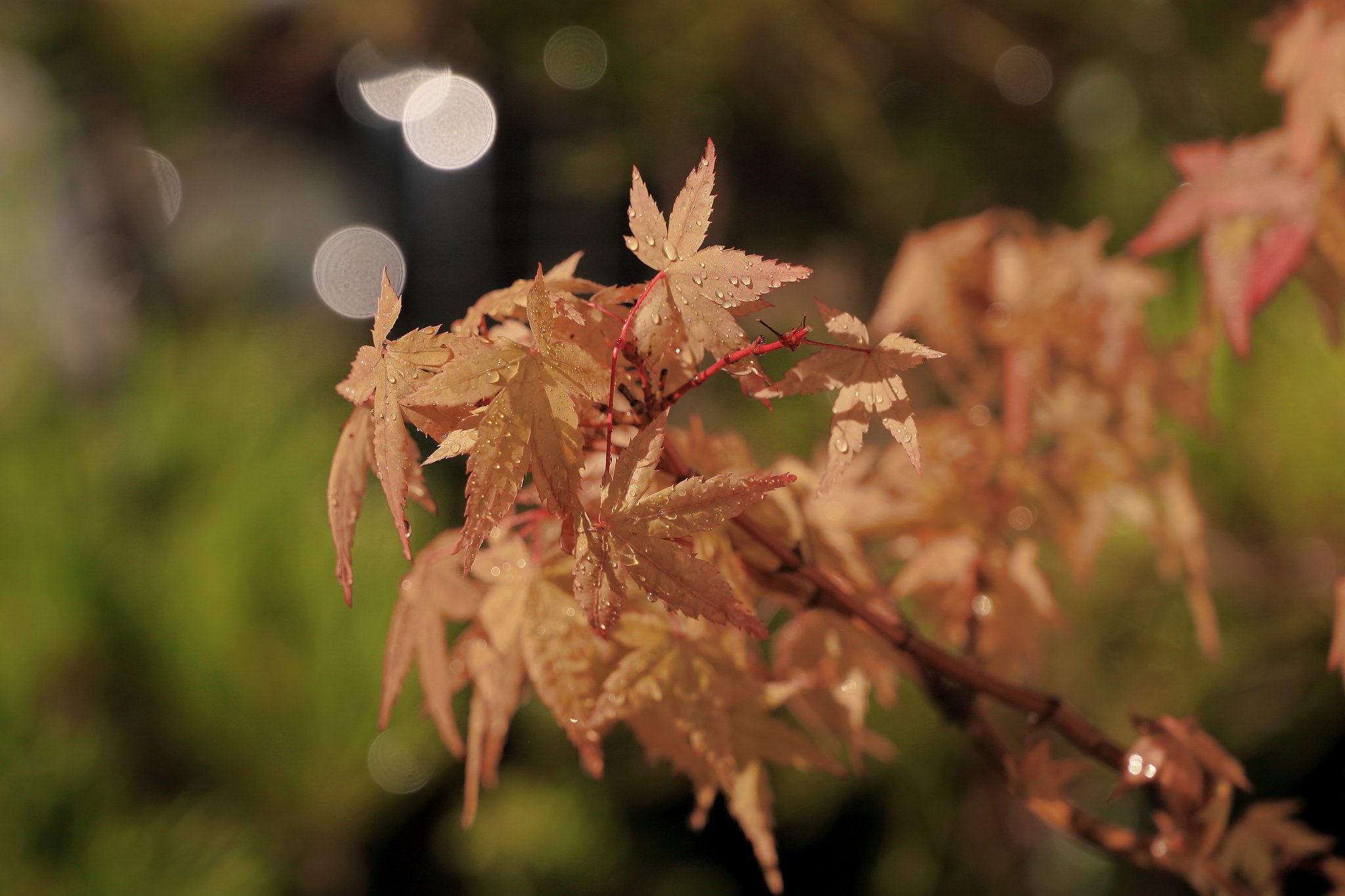 紅葉の紅葉