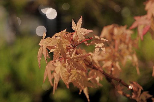 紅葉の紅葉