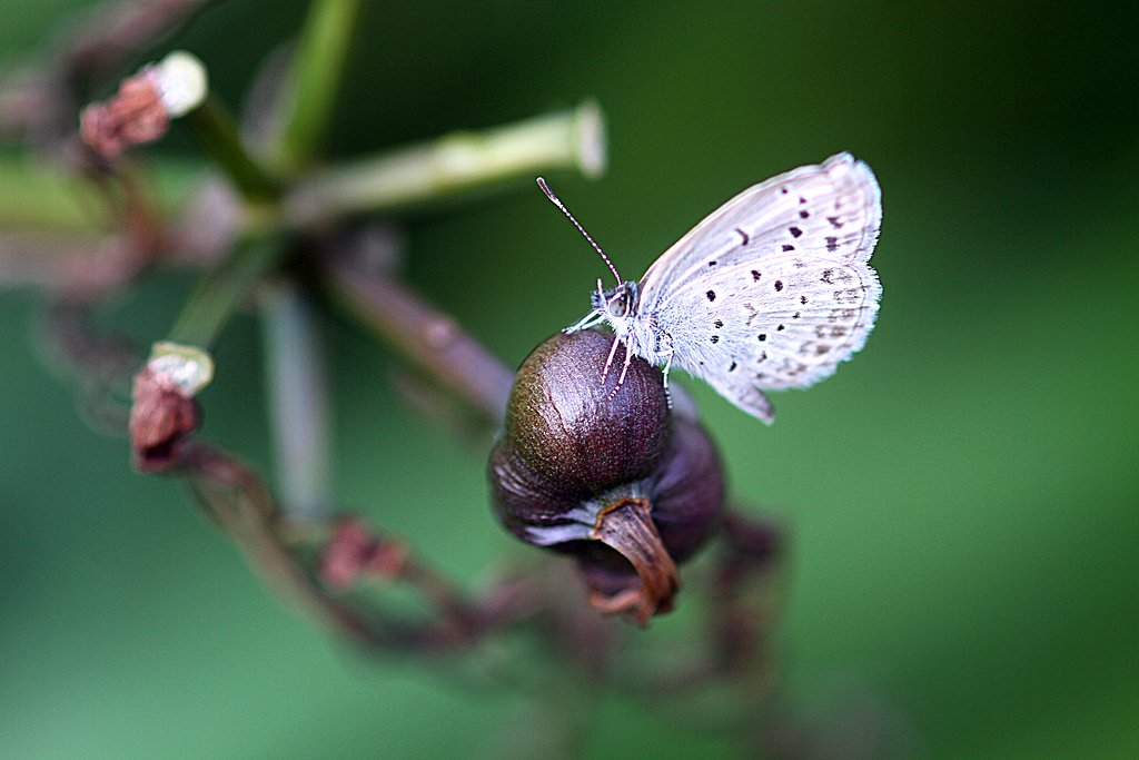 Canon EF100mmF2,8Macro