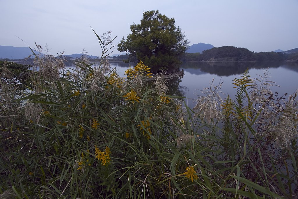 花を添える