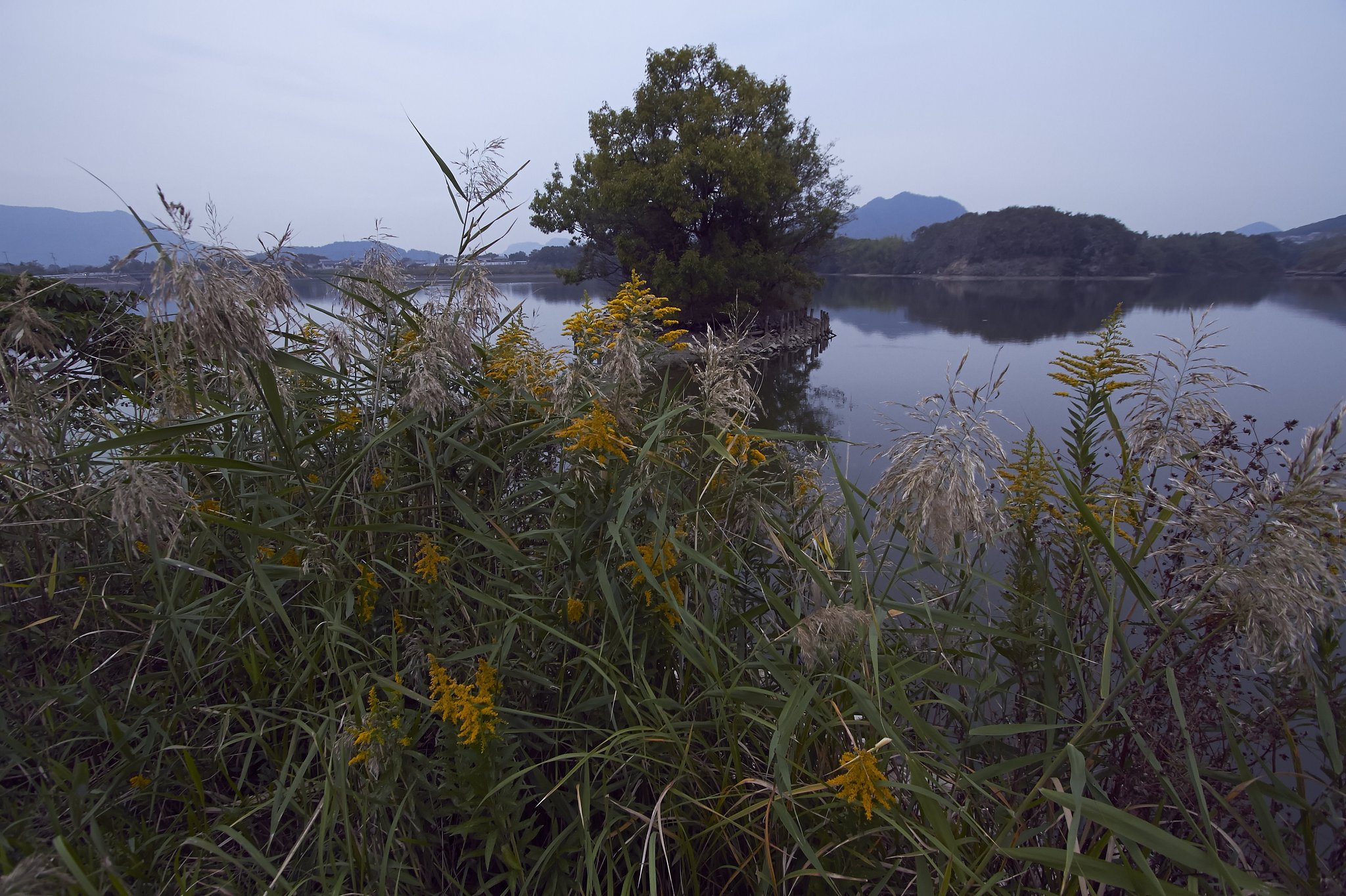 花を添える