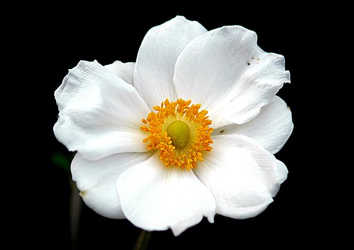 【秋】秋明菊
