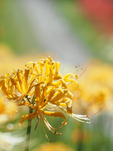 黄色い彼岸花