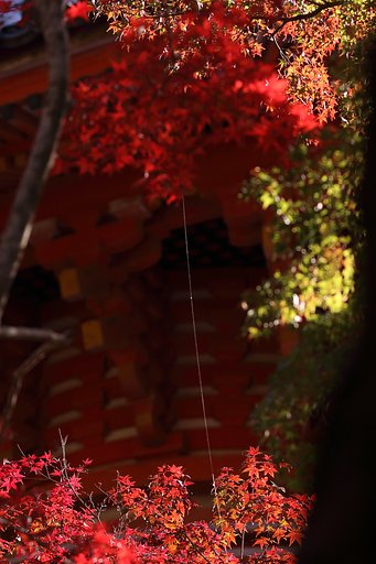 三瀧寺・蜘蛛の糸