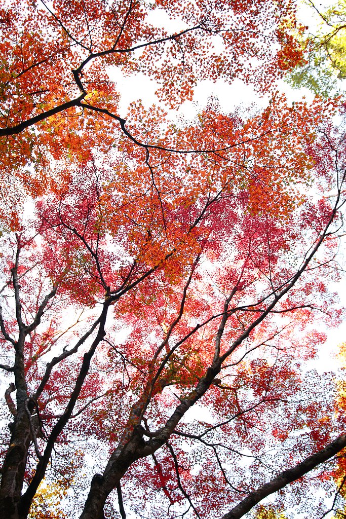 三瀧寺・紅葉天井