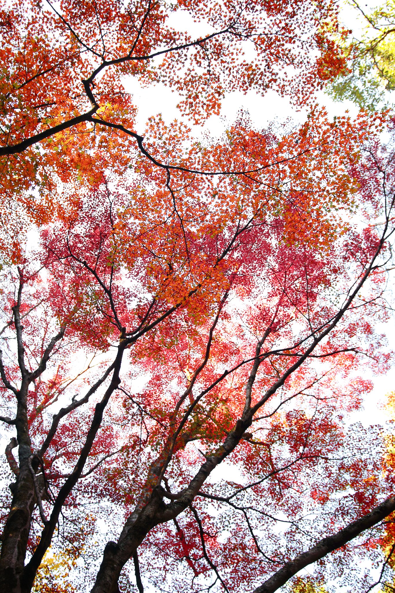 三瀧寺・紅葉天井