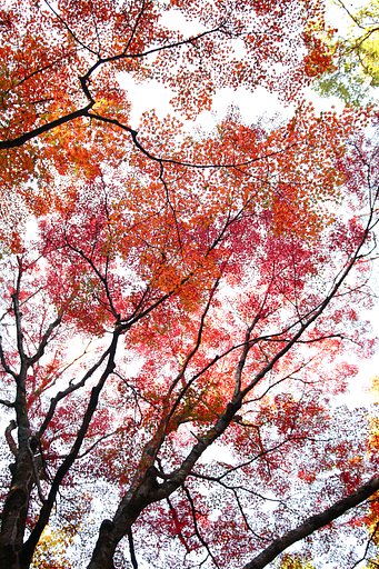 三瀧寺・紅葉天井