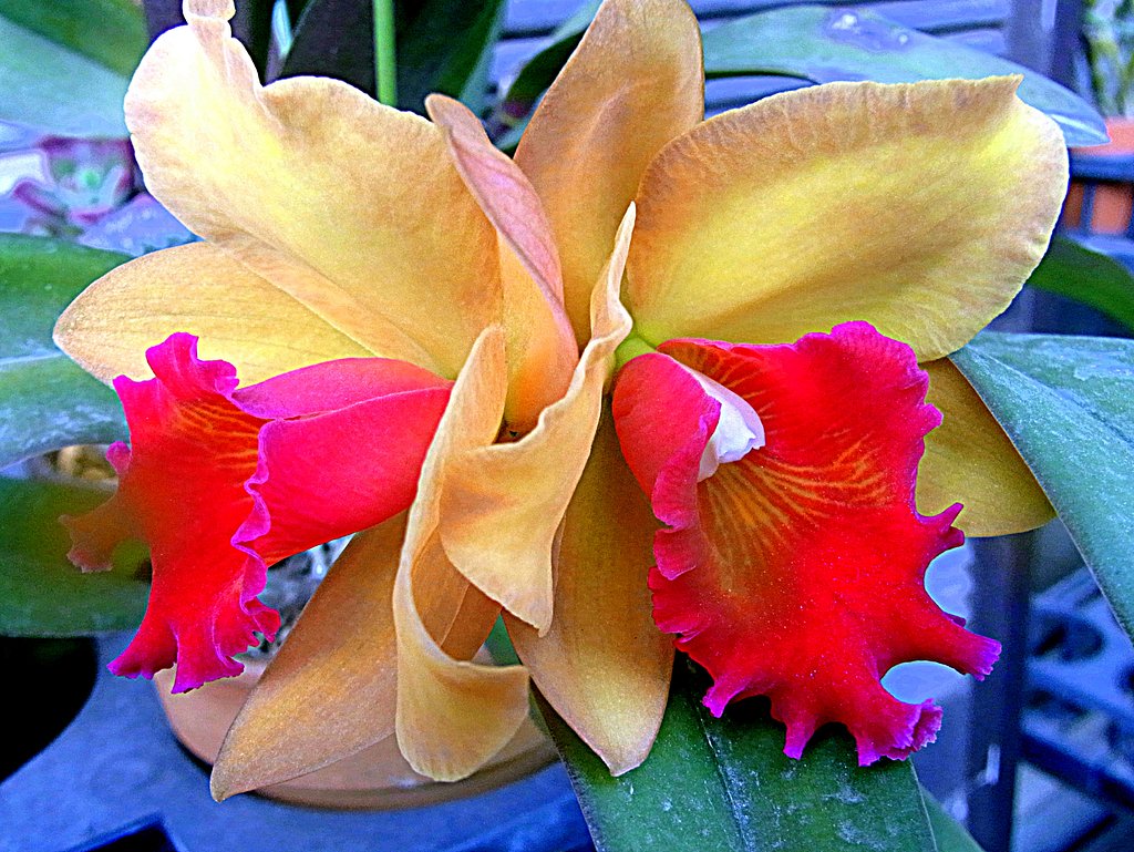 【彩】派手な色の花