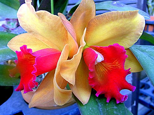 【彩】派手な色の花