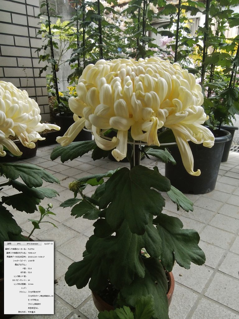 大輪菊作り