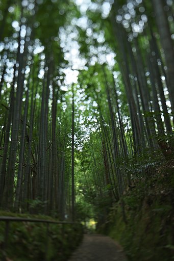 竹林