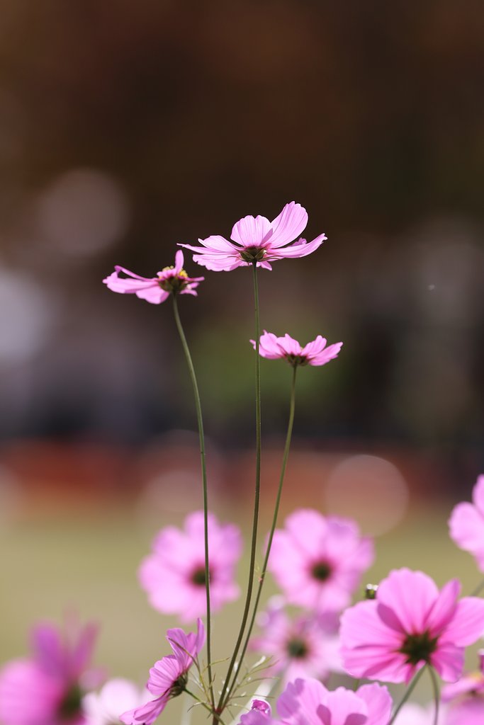 花の背景を花で埋める（私風）