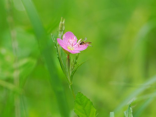 梅雨の合間、赤花に和む