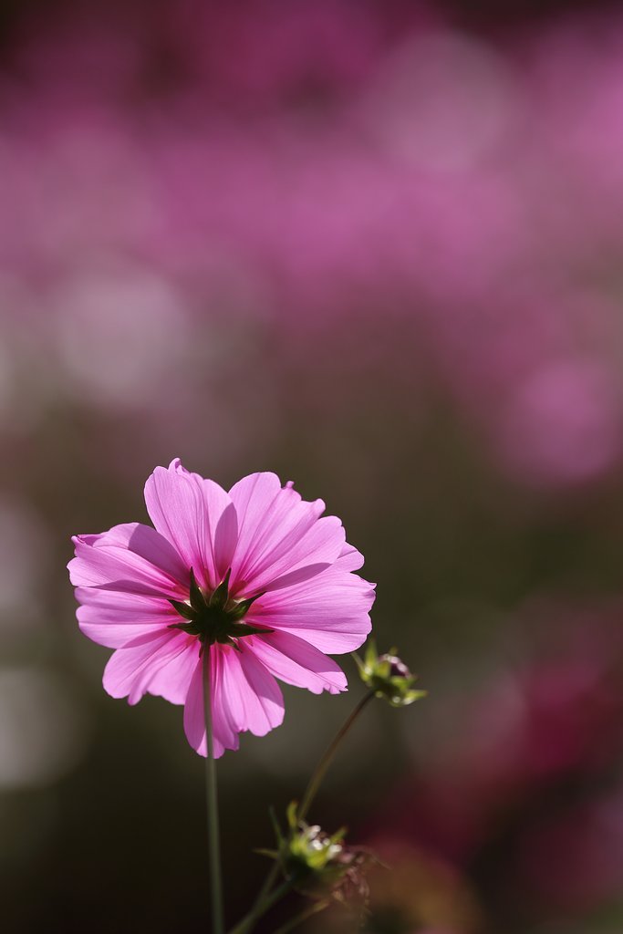 花の背景を花で埋める(折衷案）