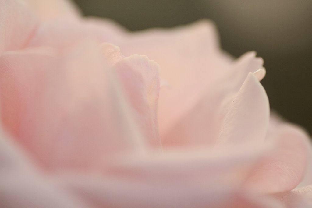 薔薇