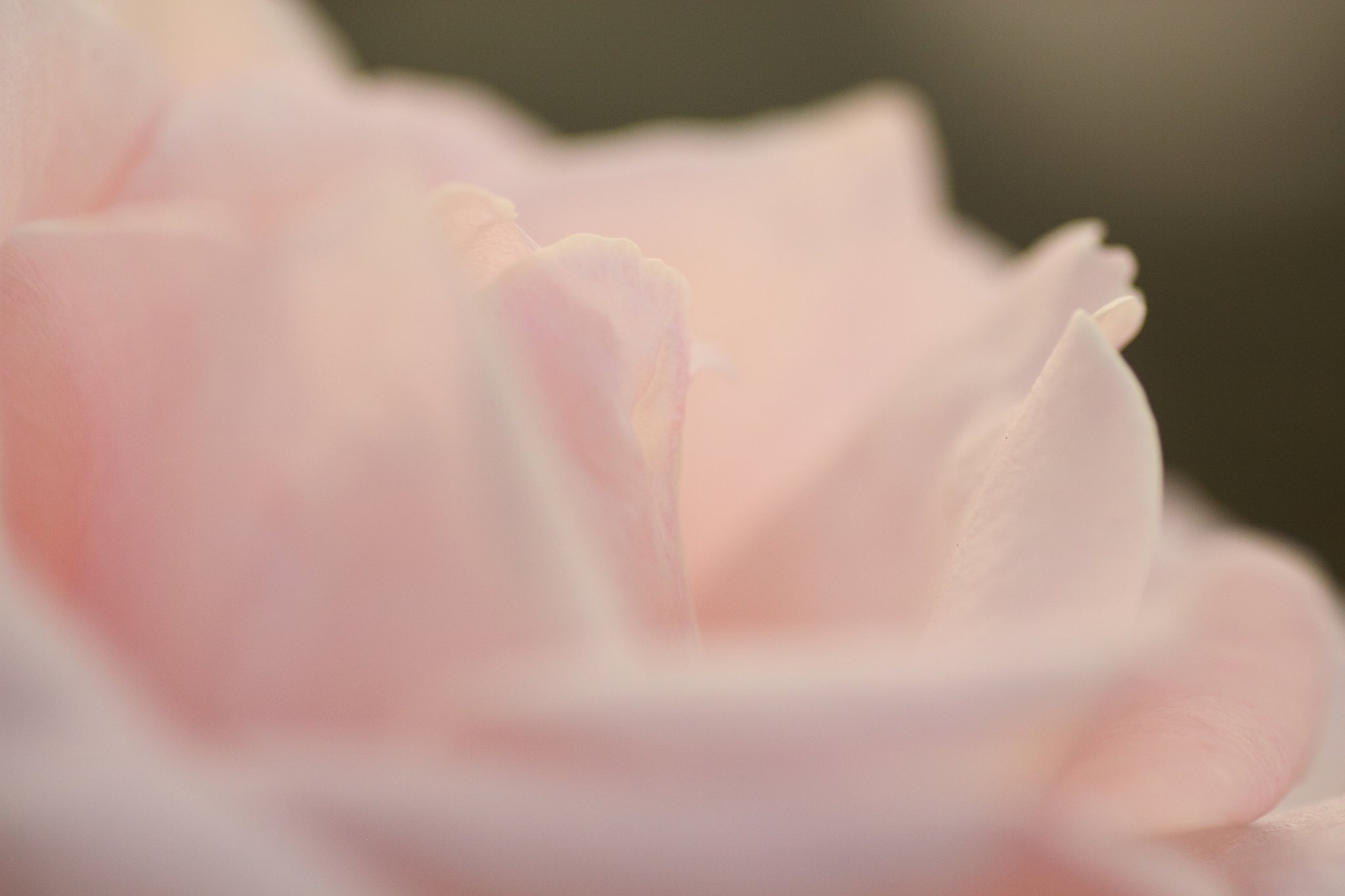 薔薇