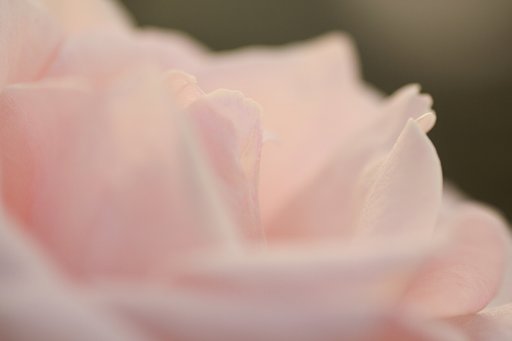 薔薇