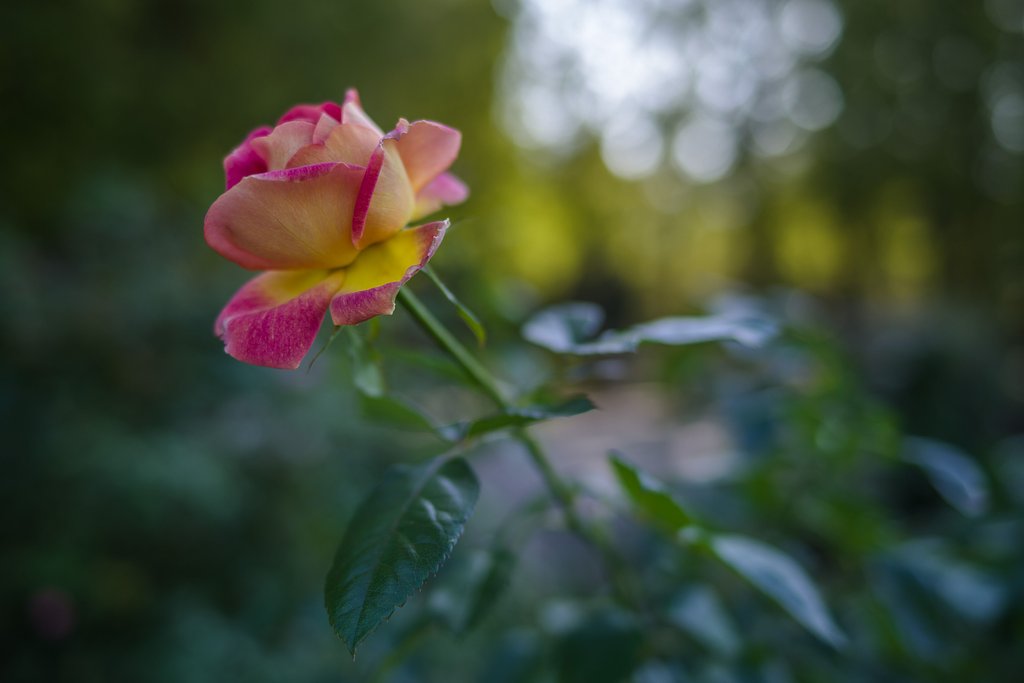 優しい薔薇
