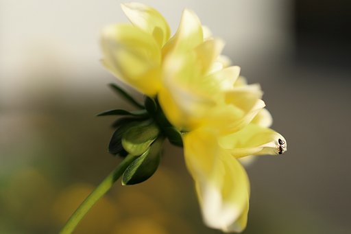 蜜を求めて