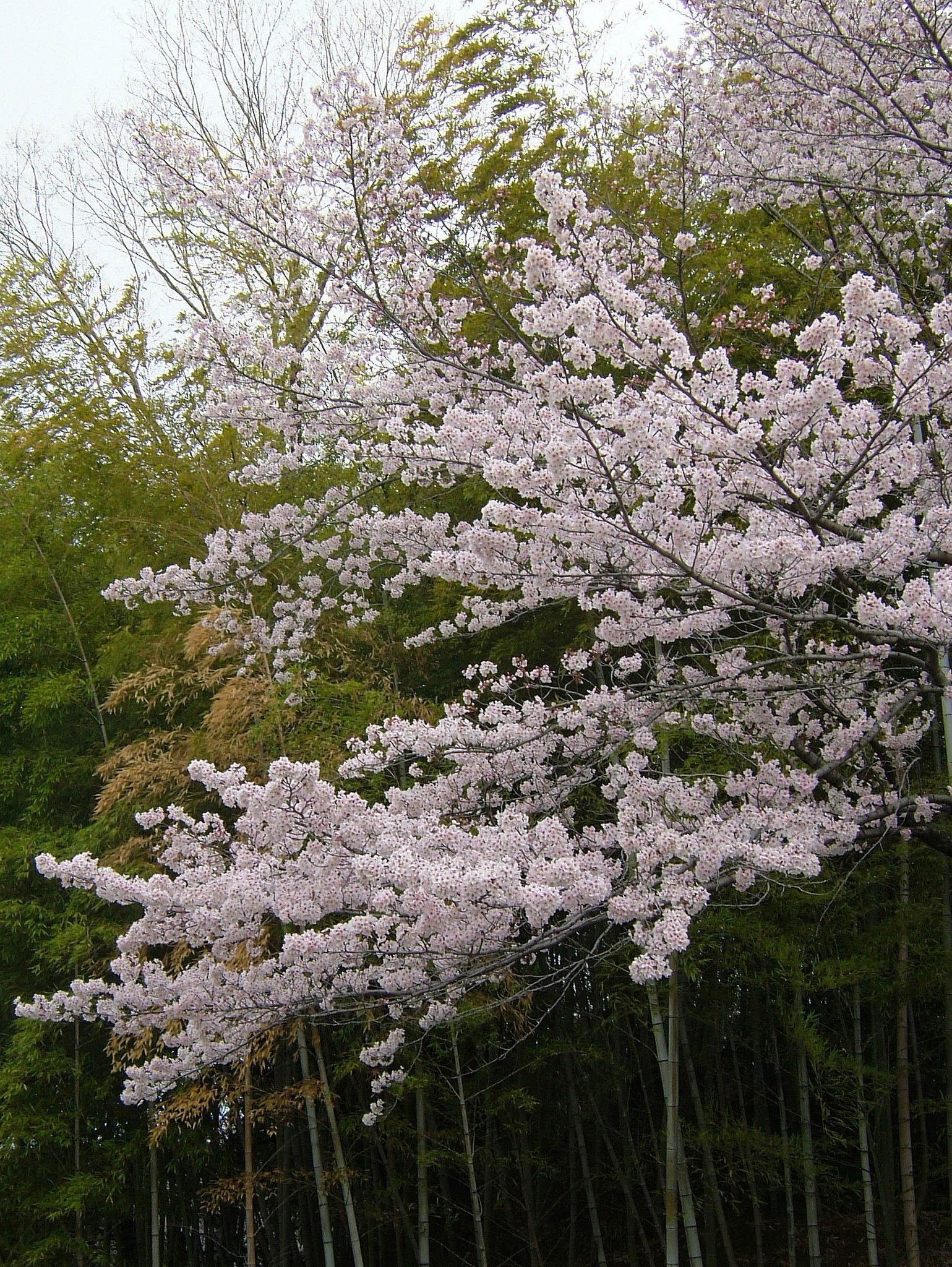 今朝の一枚