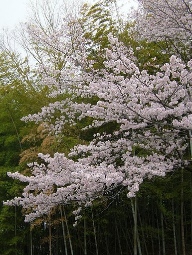 今朝の一枚