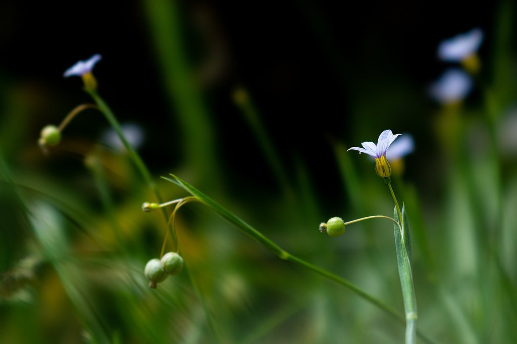 草花