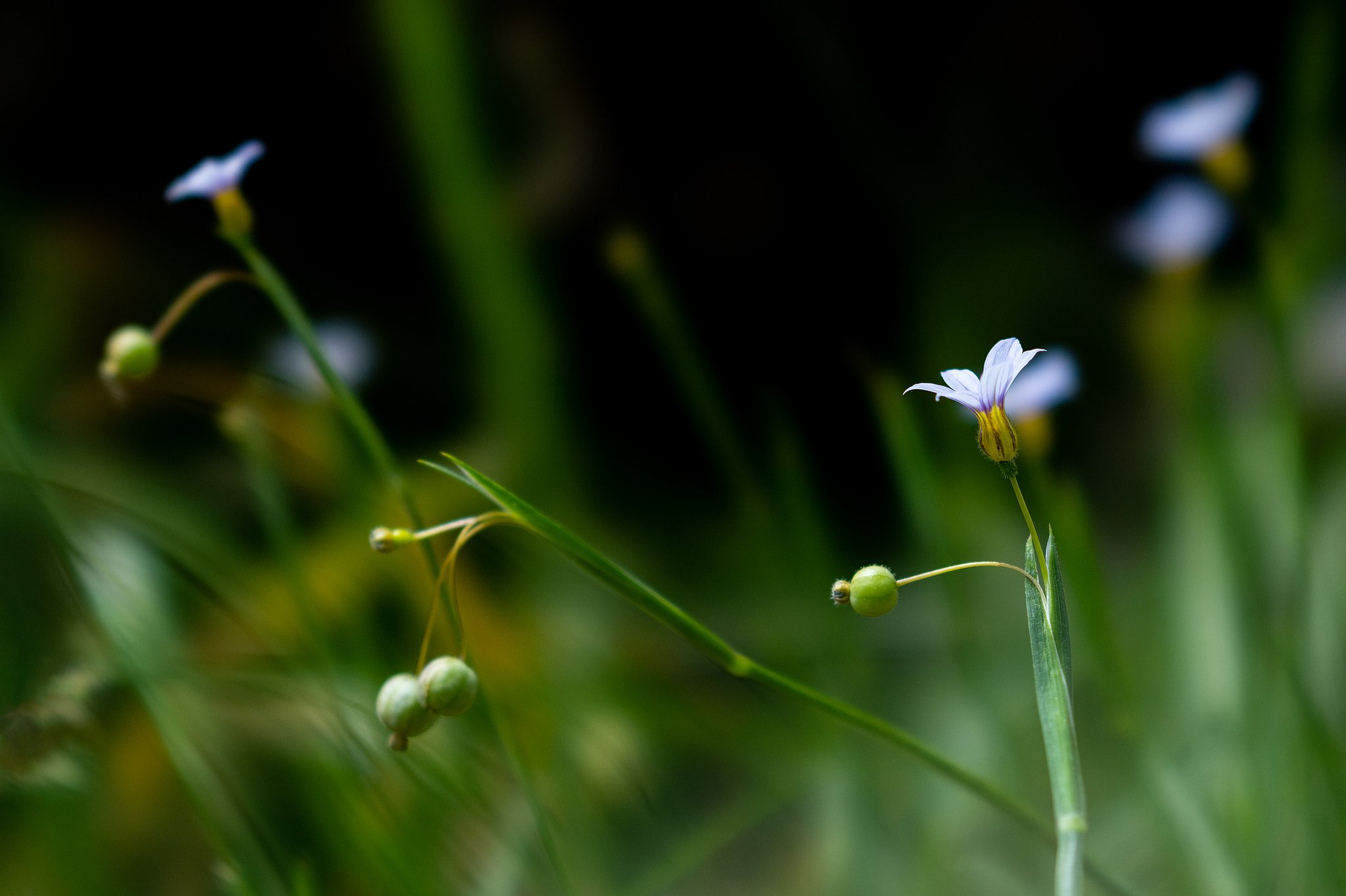 草花