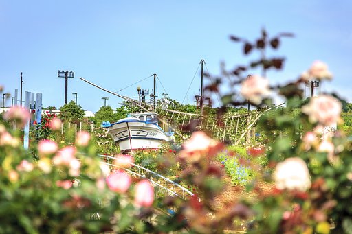 花も嵐も踏み越えて