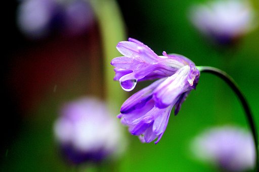 花に水滴