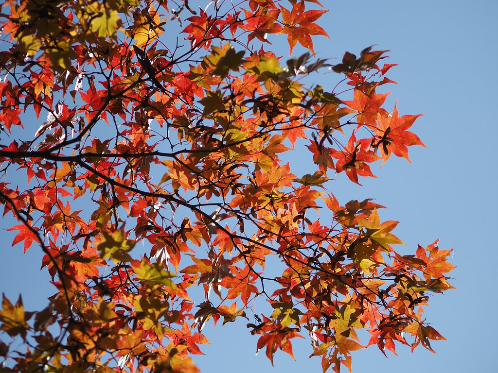 能仁寺～ふくよかなカエデ～