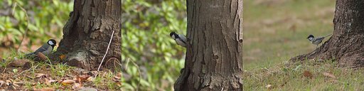 秋、幹に憩う