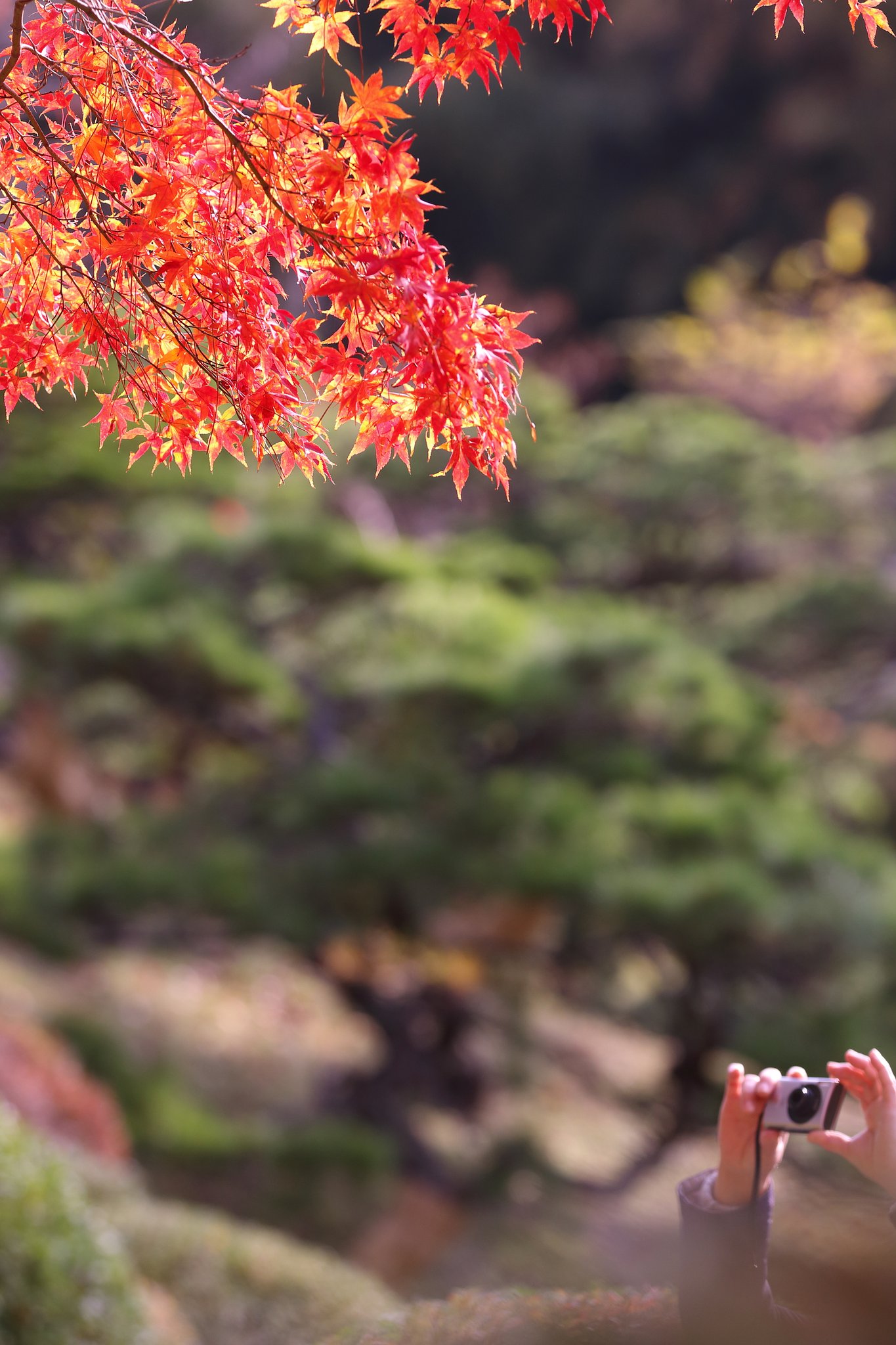 鮮やか紅葉