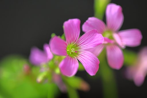 イモカタバミと花クモ