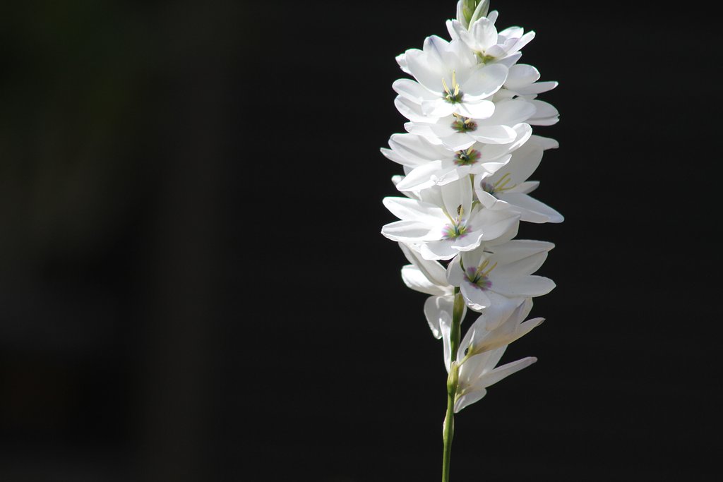 EF75-300mm F4-5.6 Ⅲ　USM