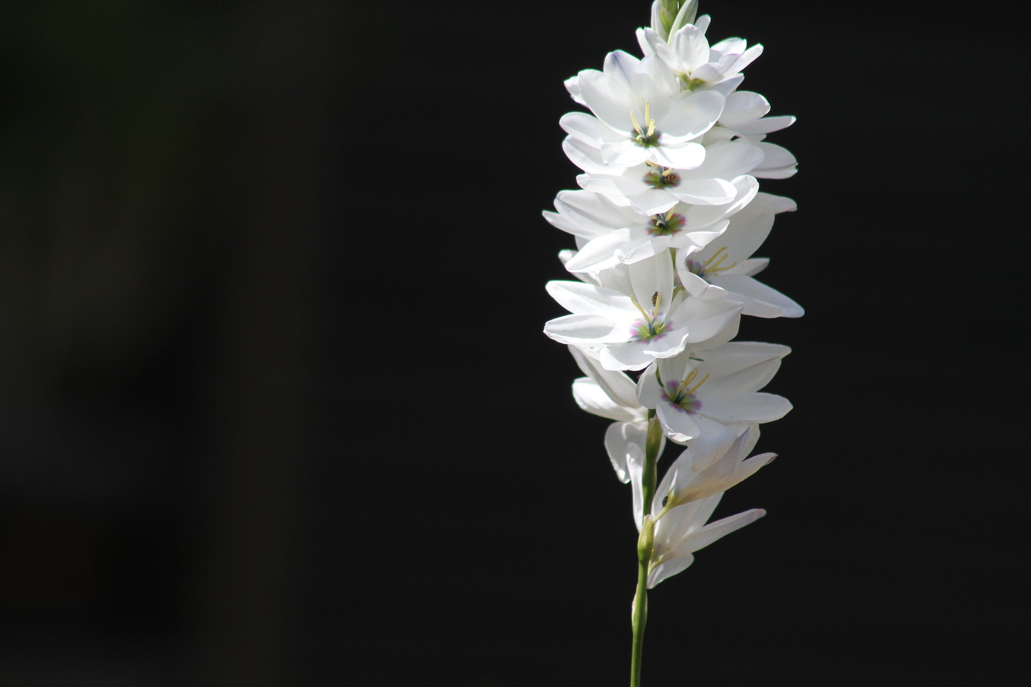 EF75-300mm F4-5.6 Ⅲ　USM