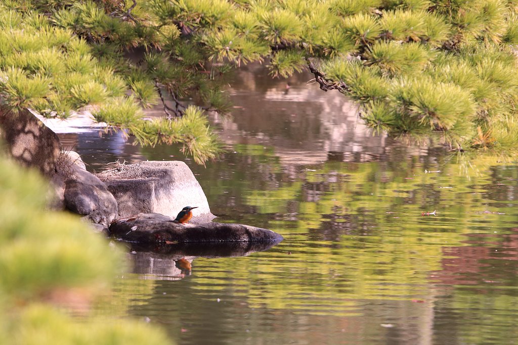 カワセミ君 in 縮景園