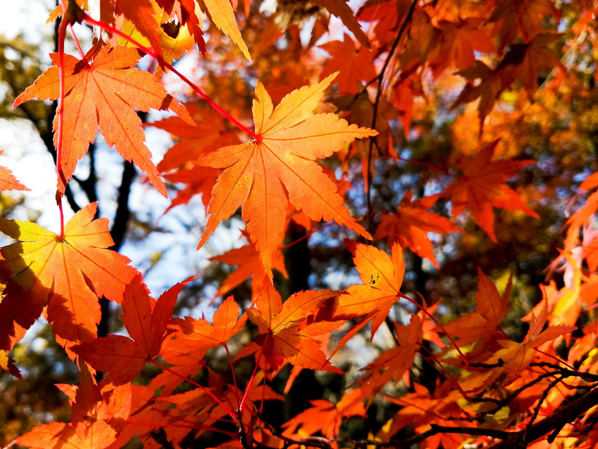 紅葉