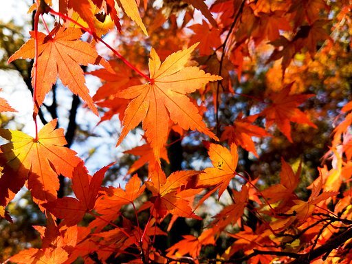 紅葉